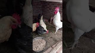 Rooster sound part 44 hen sound part 46 [upl. by Nixie]