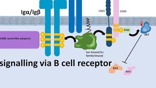 B cell receptor and signalling mechanism [upl. by Yenal177]