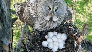 How Owl Laying Eggs In The Nest [upl. by Ived]