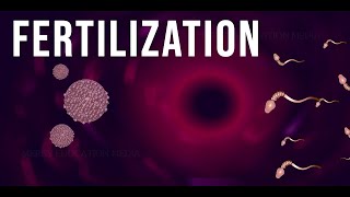 WHAT IS FERTILIZATION [upl. by Zaob]