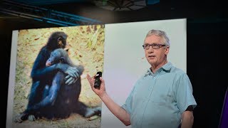 The surprising science of alpha males  Frans de Waal [upl. by Akimihs]