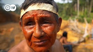 Brazils indigenous people All of those trees had lives  DW Stories [upl. by Leakcim]