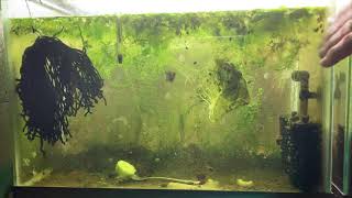 Scuds Daphnia Cherry Shrimp Copepods My aquatic food culture [upl. by Terrance]