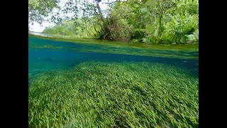 A journey through the Rio Sucuri with narration in Mato Grosso do Sul Brazil [upl. by Sharron942]