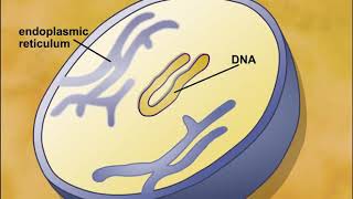 Endosymbiotic Theory of Eukaryotic Cells Origin [upl. by Notseh]