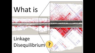 What is Linkage Disequilibrium  Genomics [upl. by Snebur101]