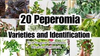 20 AMAZING PEPEROMIA VARIETIES [upl. by Ennovahc]