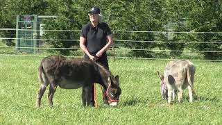 Donkey Training How To Halter The Naughty Donkey [upl. by Elegna]