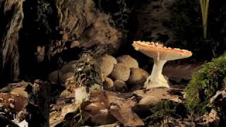 Fly Agaric and phallus impudicus growing timelapse [upl. by Spense]