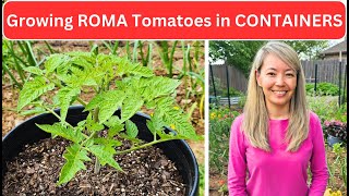 Growing ROMA Tomatoes in CONTAINERS [upl. by Katinka]