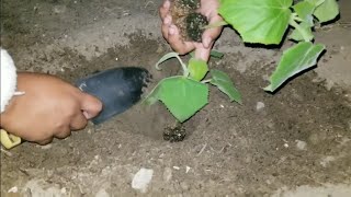 Planting the worlds fastest growing tree Paulownia Elongata Royal Empress [upl. by Anilad]