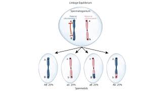 USMLE Step 1 Linkage Disequilibrium [upl. by Yerroc]