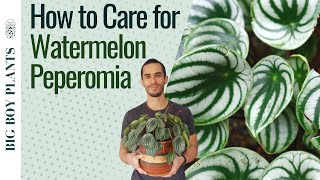 Watermelon Peperomia Care and Propagation 2 Methods [upl. by Affra]