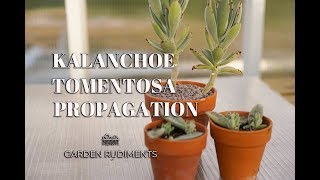 Kalanchoe Tomentosa Propagation [upl. by Errised]