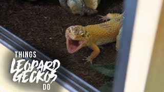 16 Things That Leopard Geckos Do [upl. by Skilken]