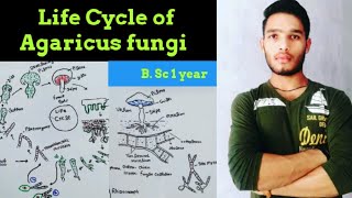 Life cycle of Agaricus [upl. by Airdnna]