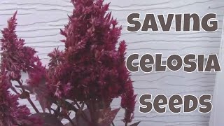 How to Harvest Celosia Seeds and Separate the Seeds From the Chaff [upl. by Grossman]