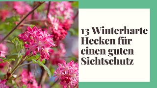 13 Winterharte Hecken für einen guten Sichtschutz [upl. by Cheyney]