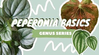 PEPEROMIA PLANT CARE  COLLECTION  houseplant genus series [upl. by Ahsain341]