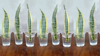 Snake Plant Propagation by Leaf Cuttings in Water [upl. by Mazlack]