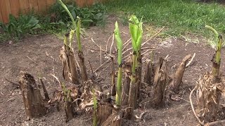 Covering your Hardy Banana  Musa basjoo for the Winter [upl. by Lucania]