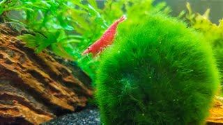 How to Keep Marimo Moss Balls in Your Aquarium [upl. by Idnak]