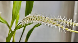 Coelogyne glumacea [upl. by Rafa]