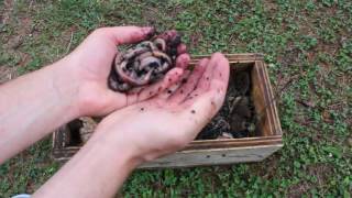 Howto Keep Earthworms Alive and Wriggling Tutorial [upl. by Hairim]