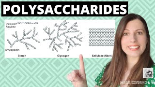 Alevel Biology POLYSACCHARIDES Biological MoleculesLearn these carbohydrates structure  function [upl. by Raknahs659]