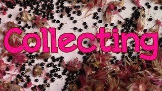 How to Collect Celosia Seed [upl. by Tillford]