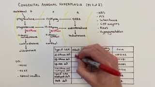 Congenital Adrenal Hyperplasia CAH  2 of 2 [upl. by Sukul]