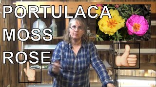 How to Grow Moss Rose From Seed  Planting Portulaca In Pots [upl. by Edmund]