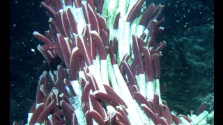 Facts Giant Tube Worms Riftia pachyptila [upl. by Lopes523]