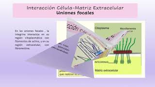 Explicacion Adhesión Celular [upl. by Junie]