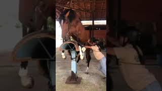 How to Get Horse Semen By This Method [upl. by Nuawed]