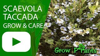 Scaevola taccada  grow and care [upl. by Nihahs668]