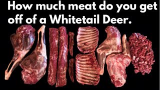 How much meat will you get off of a Whitetail Deer By the Bearded Butchers [upl. by Collimore]