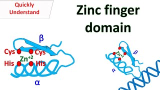 Zinc finger motif [upl. by Lean801]