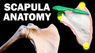 Scapula anatomy [upl. by Palma825]