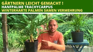 Hanfpalme Trachycarpus Winterharte Palmen aus Samen vermehren [upl. by Joashus]