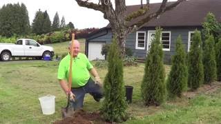 How to Plant a Conifer [upl. by Ylnevaeh]