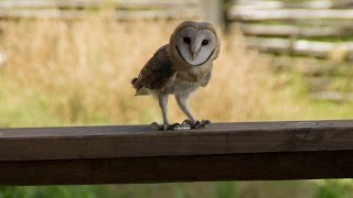 Barn Owl screeching [upl. by Enileve229]