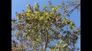 Plant portrait  Princess tree Paulownia tomentosa [upl. by Manda174]