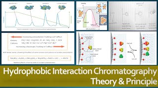 Hydrophobic Interaction Chromatography Theory and Principle Protein Purification Method [upl. by Novanod]