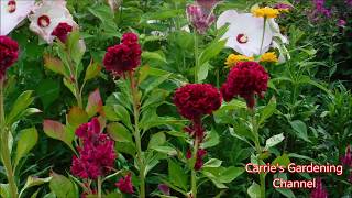 How To Grow Celosia Crested Cleosia Plume Celosia Celosia seedlings update August 2019 [upl. by Arsi831]