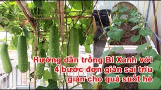 Hướng dẫn trồng Bí Xanh với 4 bước đơn giản sai trĩu giàn cho quả suốt hè [upl. by Anitsenre284]