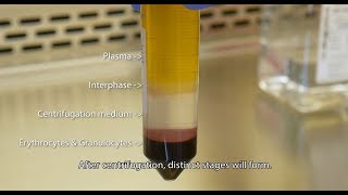 Isolate PBMCs with Lymphopure™ [upl. by Song]