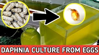 HOW TO HATCH DAPHNIA EGGS  HOW TO CULTURE DAPHNIA [upl. by Kreiner]