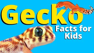 Facts About Geckos For Kids  LEOPARD GECKOS  Pet Reptiles for Kids [upl. by Arze513]