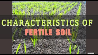 characteristics of fertile soil [upl. by Nesila985]